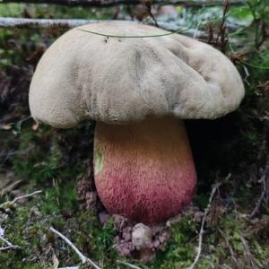 Satan`s Bolete