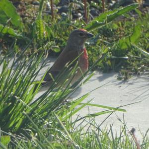 Eurasian Linnet