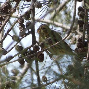 European Serin