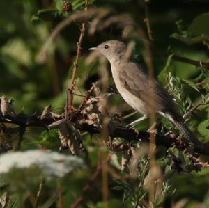 Common Nightingale