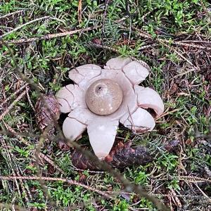 Collared Earthstar