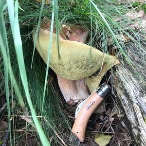 Summer Bolete