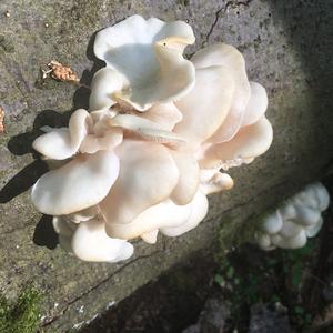 Oyster Mushroom