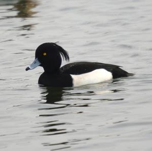 Tufted Duck