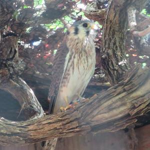 American Kestrel