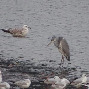 Grey Heron