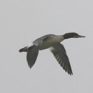 Common Merganser