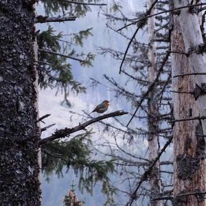 European Robin