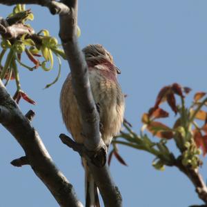 Eurasian Linnet