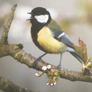 Great Tit