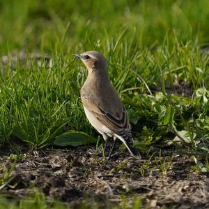 Northern Wheatear