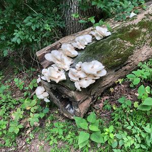 Oyster Mushroom