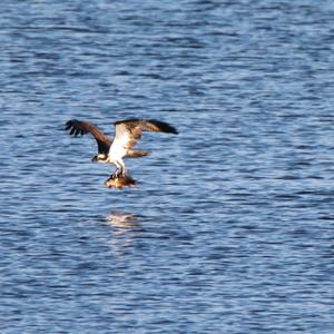 Osprey