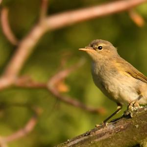 Common Chiffchaff