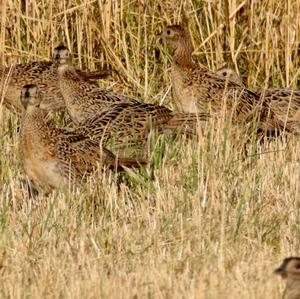 Common Pheasant