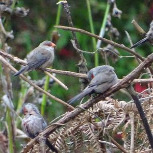 Common Waxbill