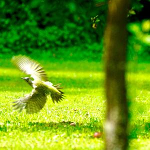 Eurasian Green Woodpecker