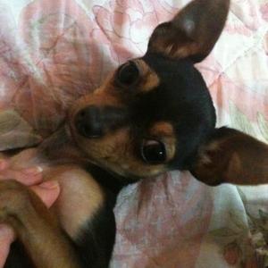 Miniature Pinscher