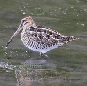 Common Snipe