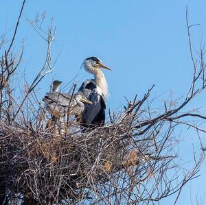 Grey Heron