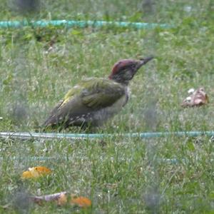 Eurasian Green Woodpecker