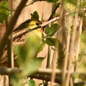 Yellowhammer