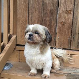 Shih Tzu