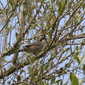 Sardinian Warbler