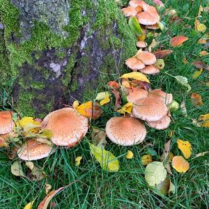 Scaly Pholiota