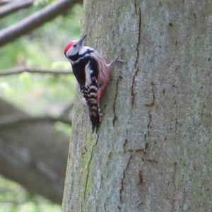 Middle Spotted Woodpecker