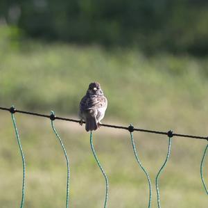 Eurasian Tree Sparrow