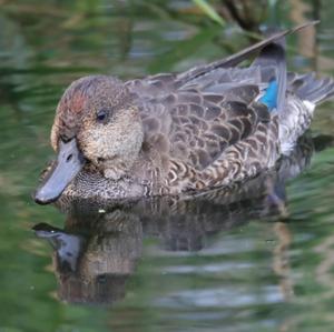 Common Teal