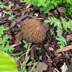 Black Morel