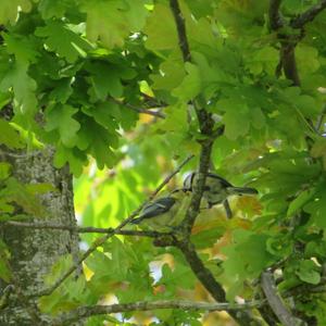 Blue Tit