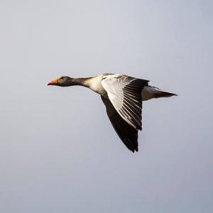 Greylag Goose