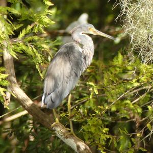 Tricoloured Heron