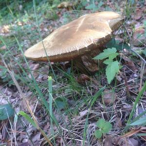 Bay Bolete