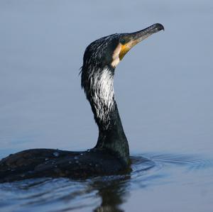 Great Cormorant