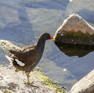 Common Moorhen