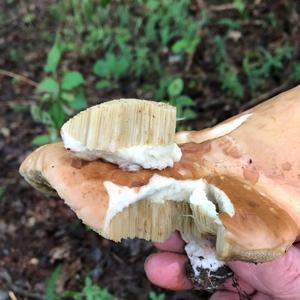 Bitter Bolete