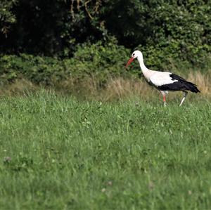 White Stork