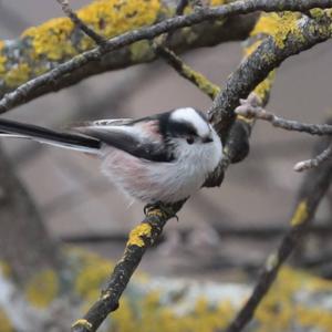 Long-tailed Tit