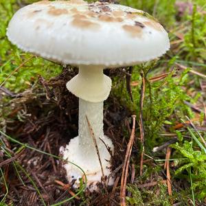 Unknown Species