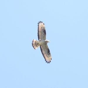 European Honey-buzzard