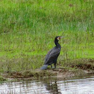 Great Cormorant