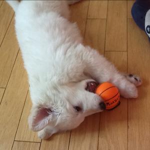 Berger Blanc Suisse