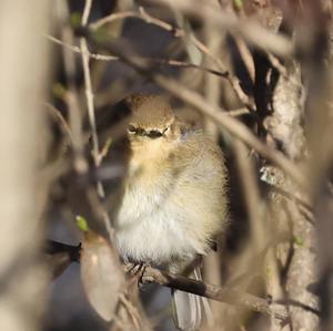 Common Chiffchaff