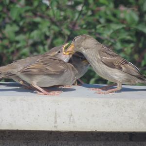 House Sparrow