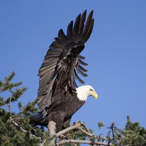 Bald Eagle