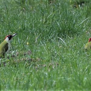 Eurasian Green Woodpecker